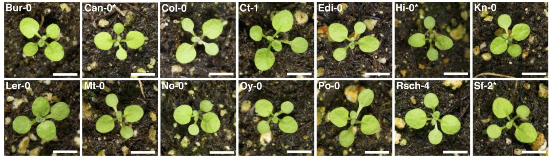 Arabidopsis Accessions