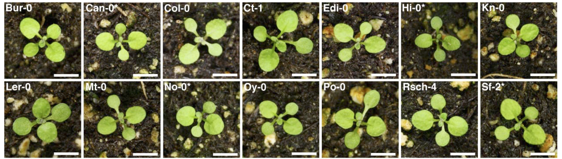 Arabidopsis Seedlings